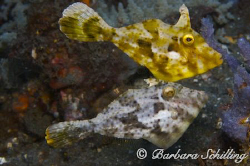 Two Filefish dancing in Lembeh Strait. Taken with a Canon... by Barbara Schilling 